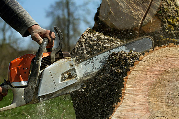 Dead Tree Removal in Live Oak, FL